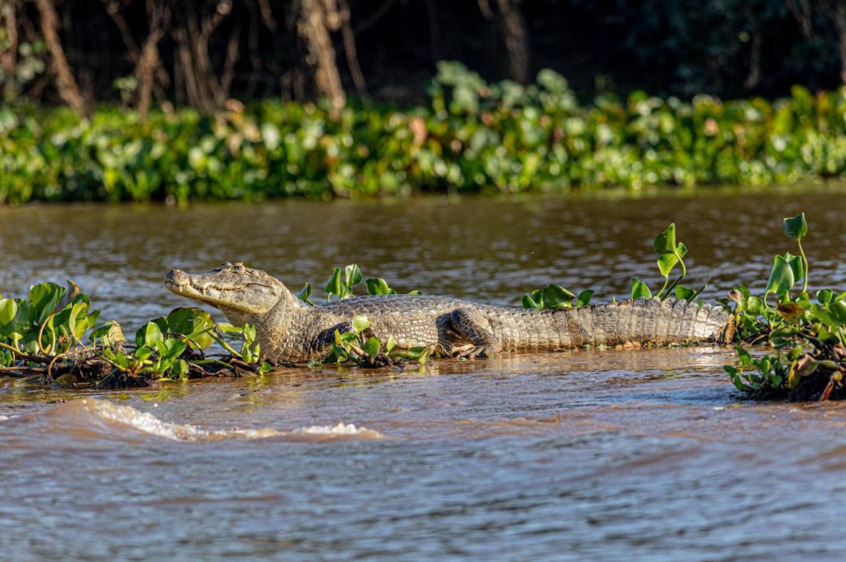 Barao de Melgaco Pantanal - Pousada Sia Mariana المظهر الخارجي الصورة